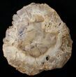 Petrified Wood End Cut - Sweet Home, Oregon #16749-3